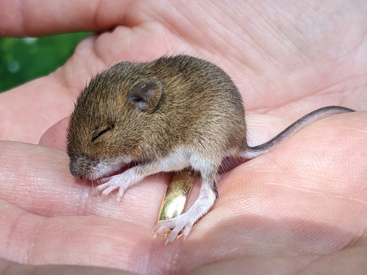 Tiny weenie field mouse found on path by river in Sonning - moved it to a safer place. Very very cute! 😍🐀