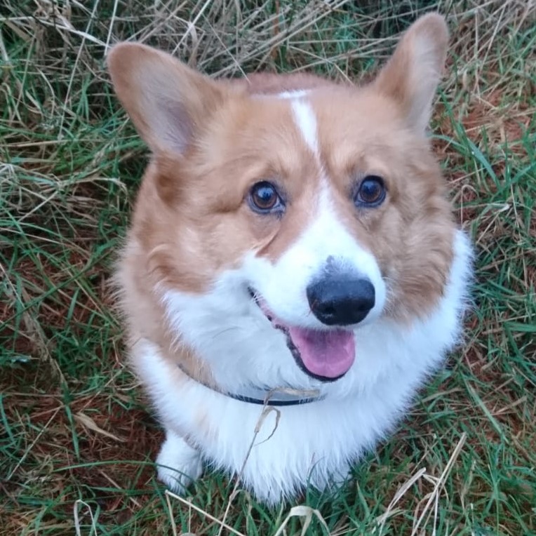 We received the sad news this week that #ExBARK dog Cookie has died. Cookie came in to us just over 4 years ago in a  state with ear and eye problems, but he rallied and soon found a lovely #rehome.  He had 4 wonderful years , filled with love and companionship.  
Safe Journey x