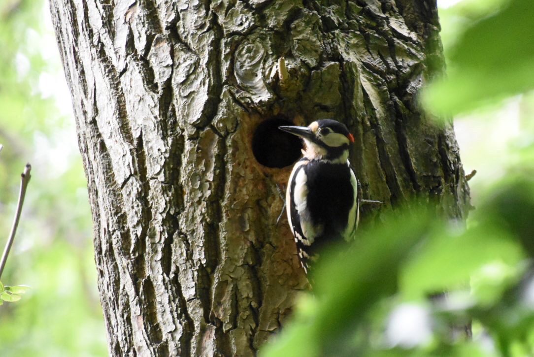 inglis_ali's tweet photo. Good spot today 👀#greaterspottedwoodpecker #birds #britishbirds #nature #springwatch https://t.co/cRAIIrK9Iv