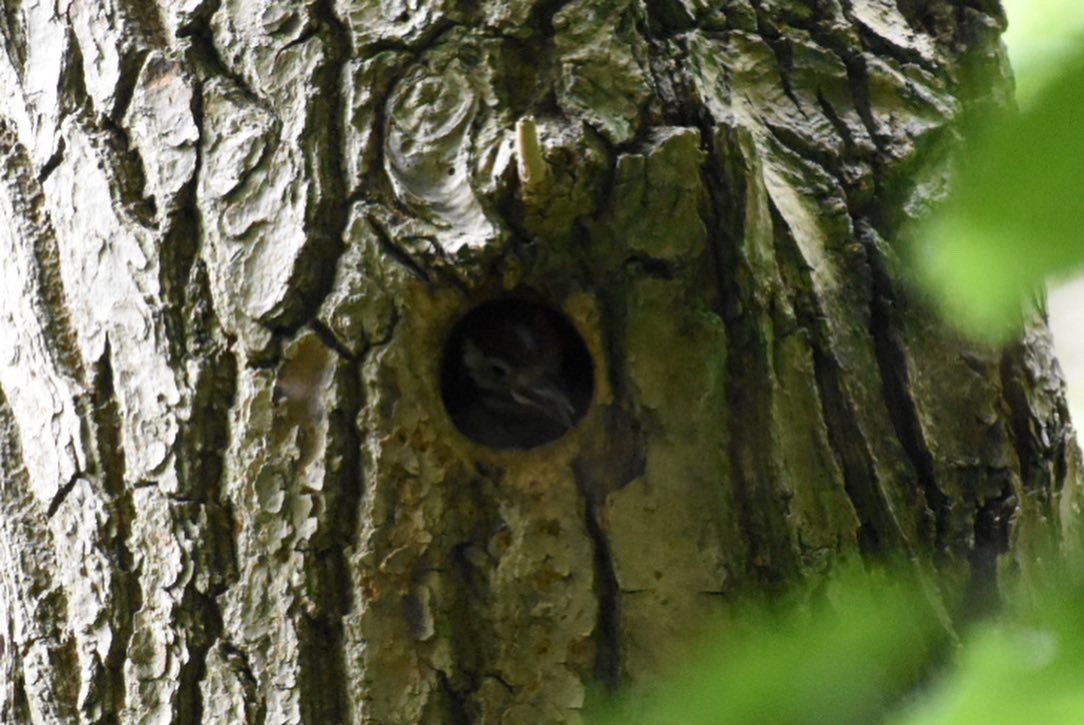 inglis_ali's tweet photo. Good spot today 👀#greaterspottedwoodpecker #birds #britishbirds #nature #springwatch https://t.co/cRAIIrK9Iv