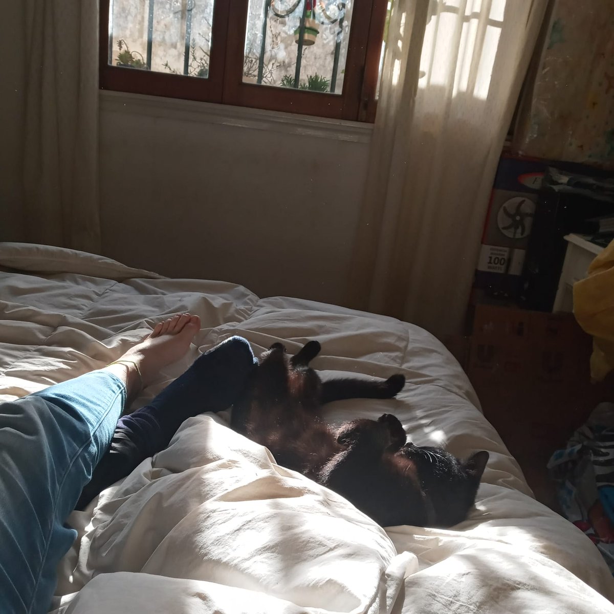 tincho__73's tweet photo. Que onda @pasaroncosas899, acá  #EscuchoPasaronCosas ❤️‍🔥desde la cama con Bombona y Chamito, superando la COVID y disfrutando del poder de febo que entra por la ventana. https://t.co/I1fUsq5ASt