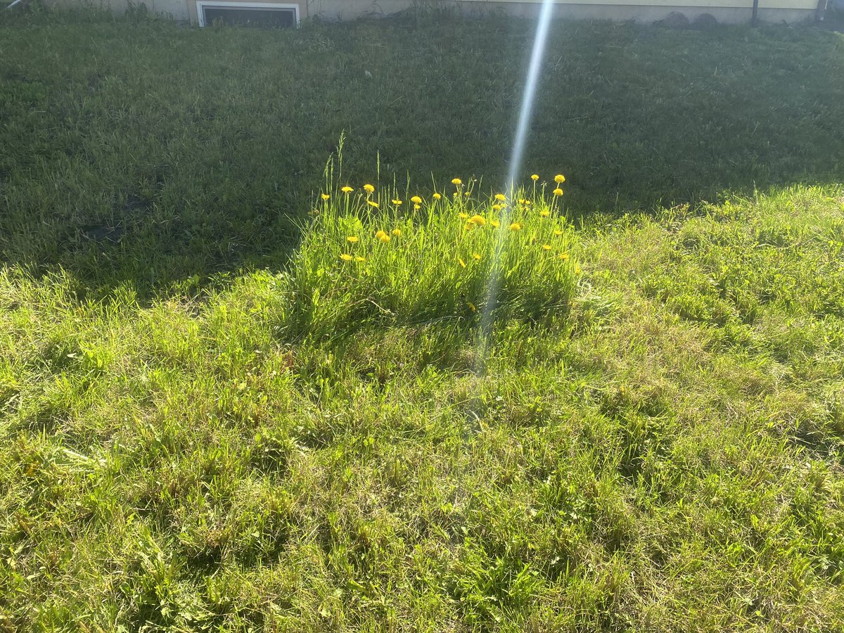 RayofSunshine🇨🇦 tweet media