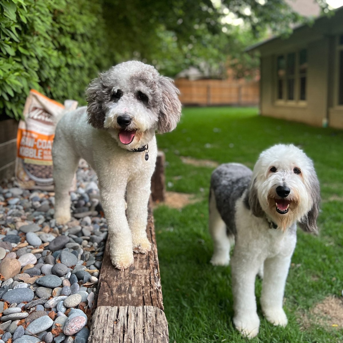 Merrick Pet Care tweet media