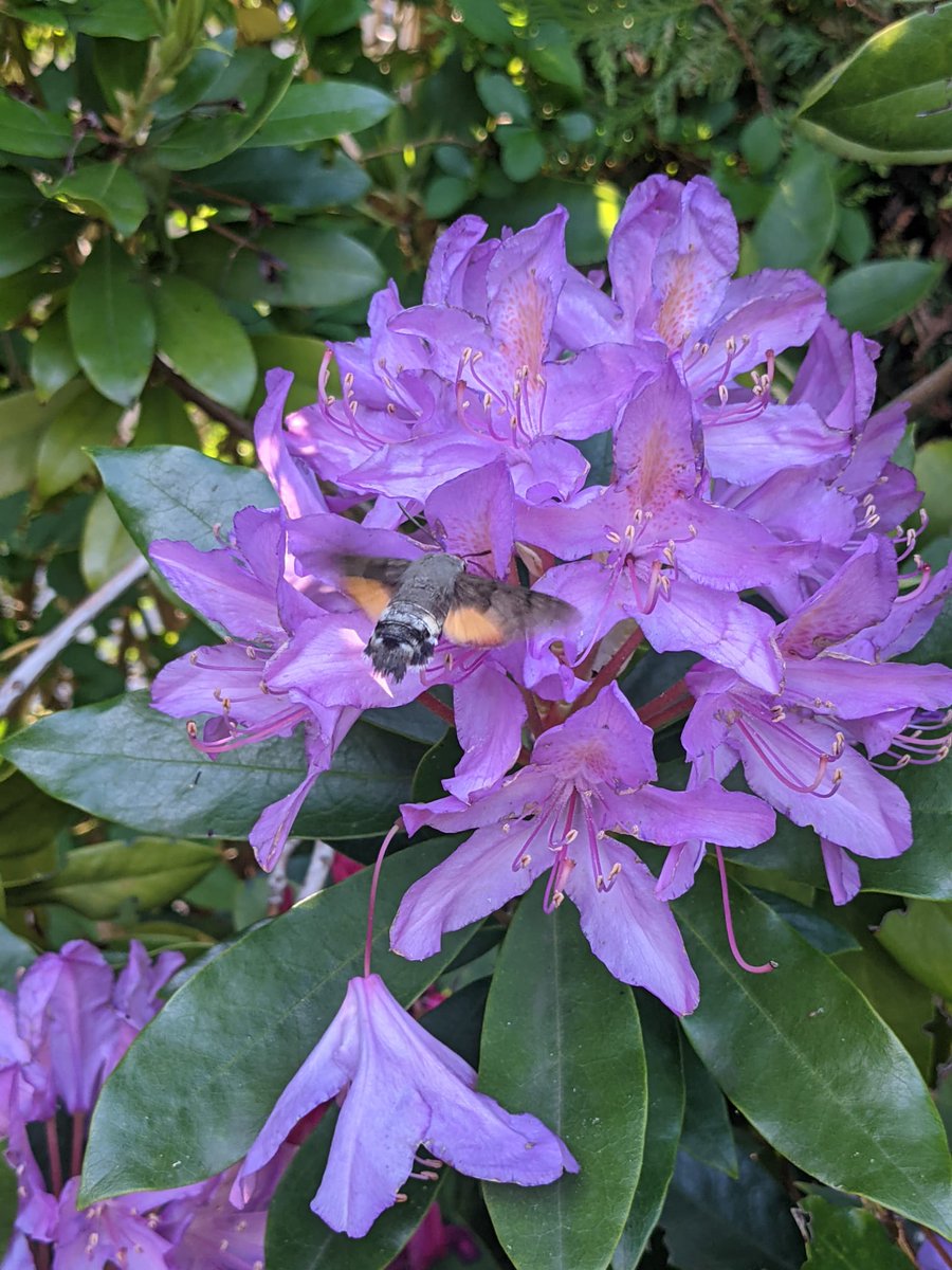 Een verrassing in onze tuin!🦋🌸 #kolibrievlinder