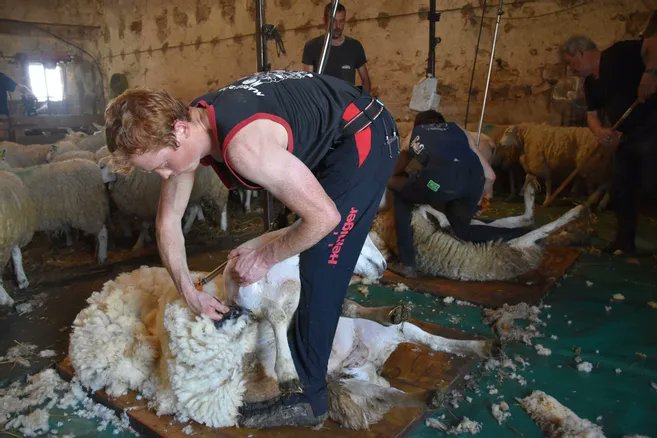 Trois ans après le succès du Mondial, Le Dorat s'apprête à accueillir un nouveau concours de tonte de moutons le 25 juin

lepopulaire.fr/dorat-87210/ac…

#Ovins #HauteVienne