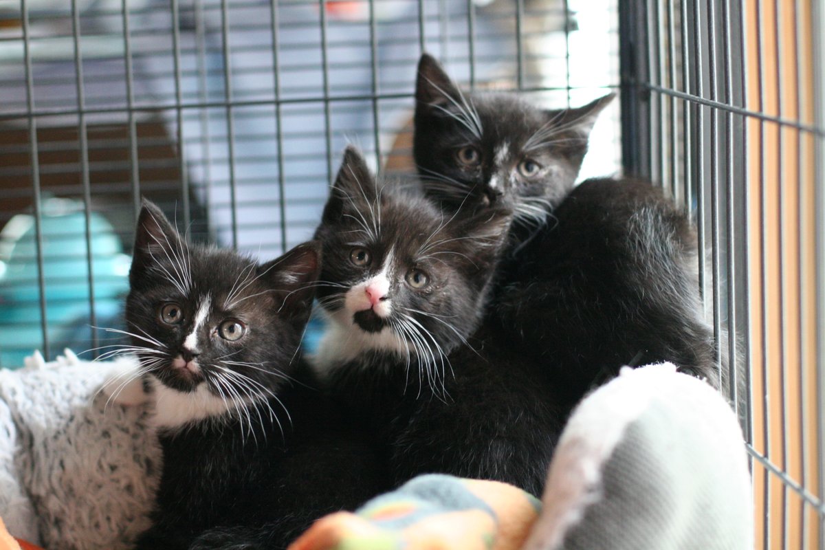 Meet Freya Thor and Loki. 3 super
gorgeous kittens that one of our friends in the Bronx
found in a garage. They're in foster and not ready for
adoption yet.
Could they be any cuter?!
#hugs #werescuepetstorescuepeople #catlovers
#rescuekittens #fosteringsaveslives #AdoptDontShop https://t.co/FCvekqm201