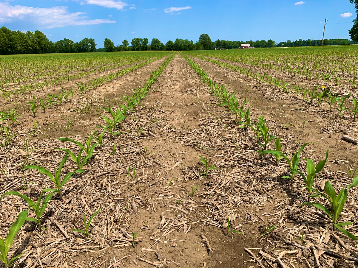 SamTheAgMan's tweet photo. In the split between @ChannelSeed hybrids 210-46VT2PRIB (left) and the new 211-11VT2PRIB (right) at a plot in Seneca Co, OH. Both at the V3 growth stage showing excellent uniformity and early season vigor, excited to see what this new 211-11 has in store! #placedtoperform https://t.co/PJuHjOqEy9
