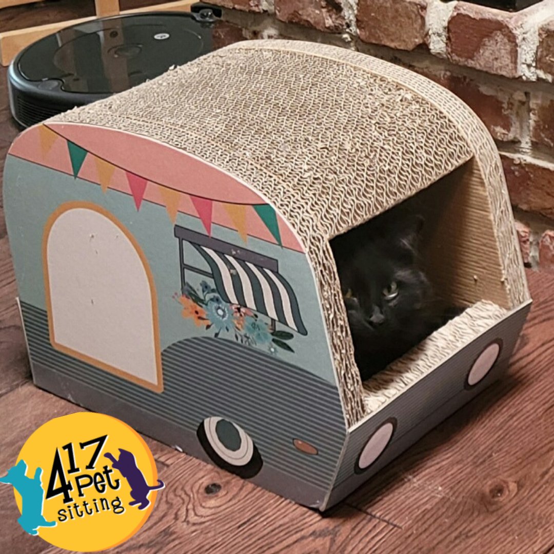 417PetSitting's tweet photo. Suddenly, camping takes on an ominous tone. 
.
.
 #417petsitting #springfieldmo #catsofinstagram #catlovers #catlife #catslife #itsacatsworld #itsacatthing #furkids #catsrule #petsitting #petsitter #petsitterslife https://t.co/TLQAef8z9x