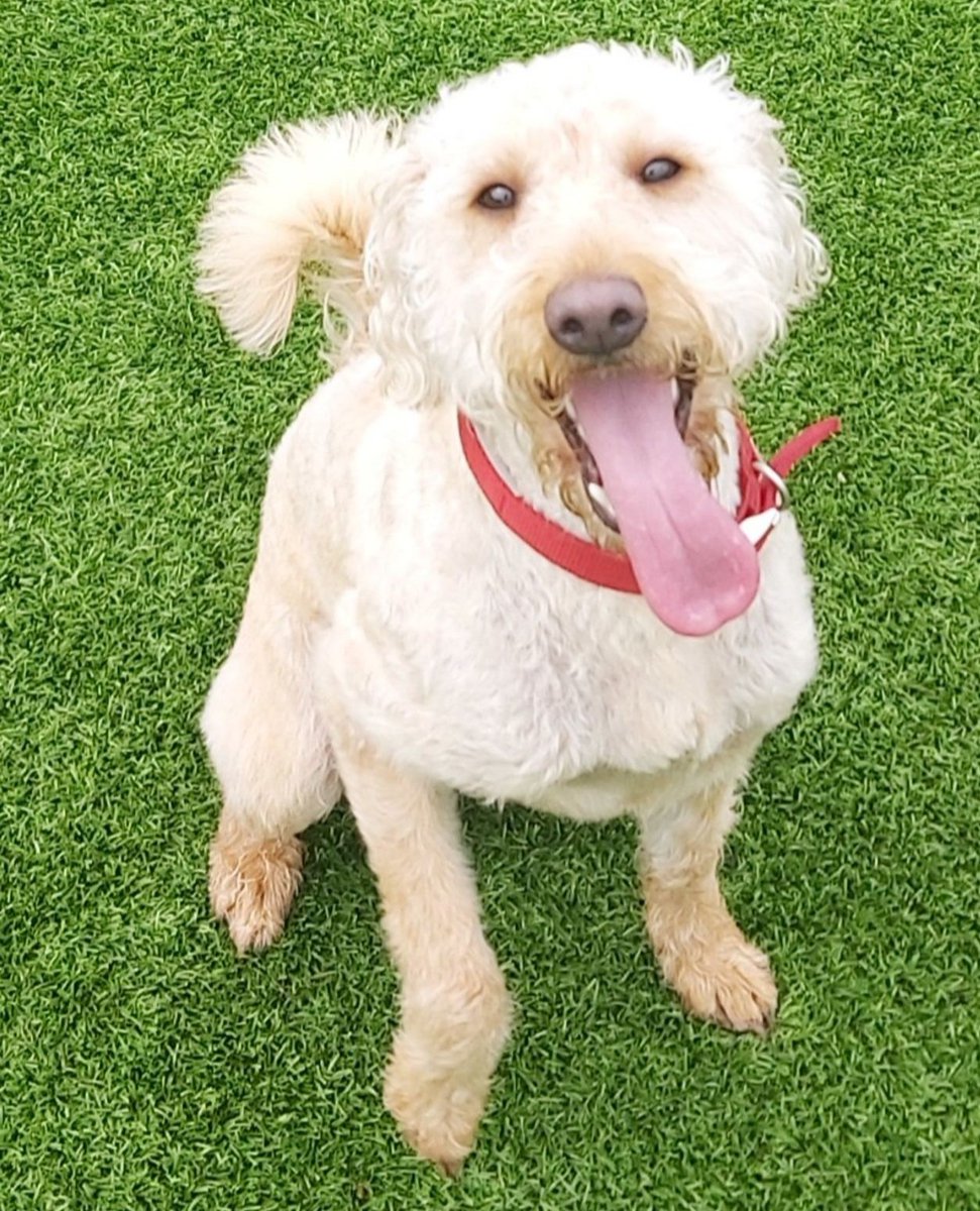 Penny is a sweet girl looking for the right #rehome with no other pets.  For details on offering any of our animals a new #rehome please see b-a-r-k.co.uk