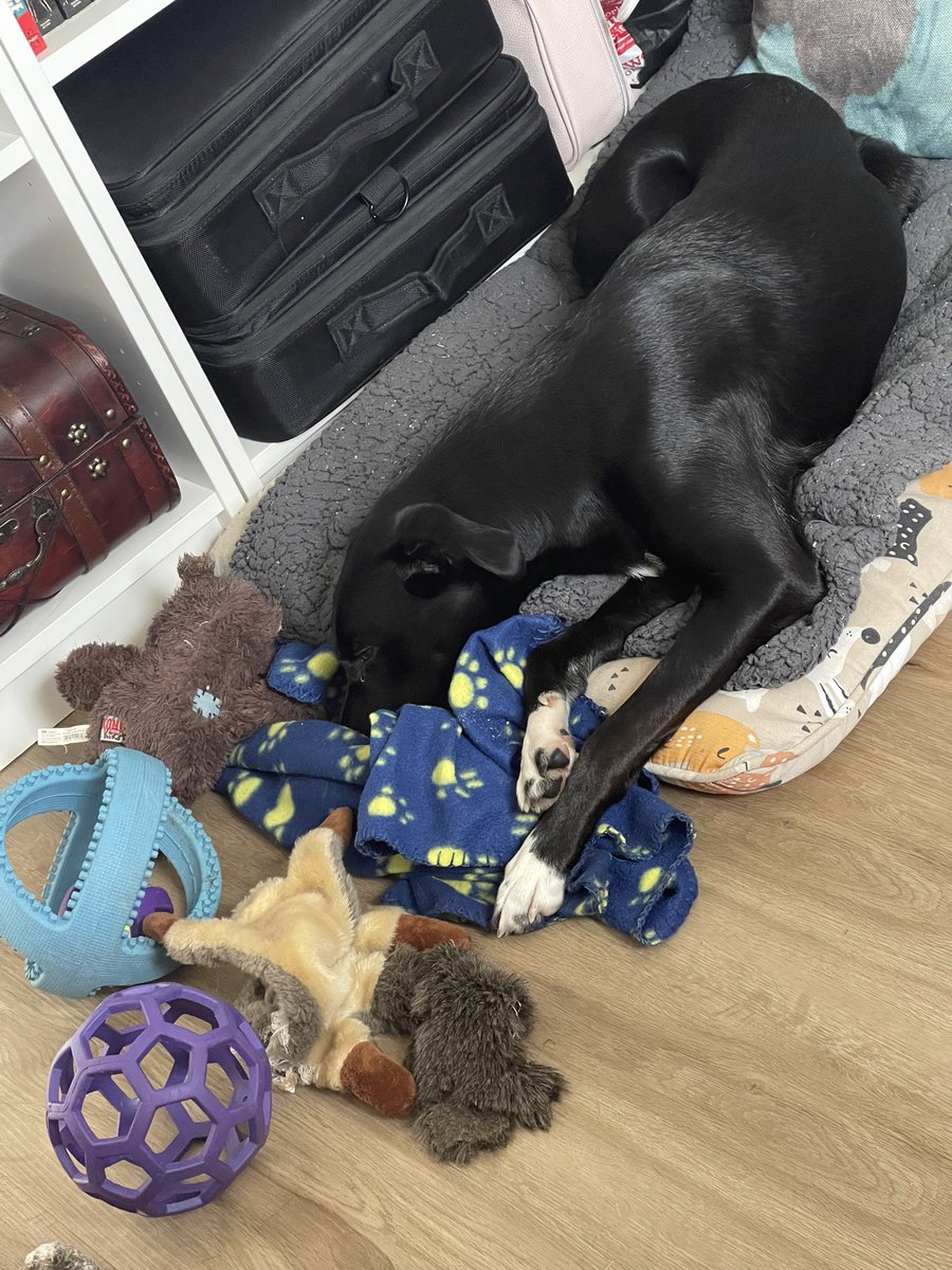 knanfeldt's tweet photo. Happy 1st birthday to my favourite home office colleague ❤️ Always full of great inputs and up for a chat at the water cooler https://t.co/0j8uzOB4CF