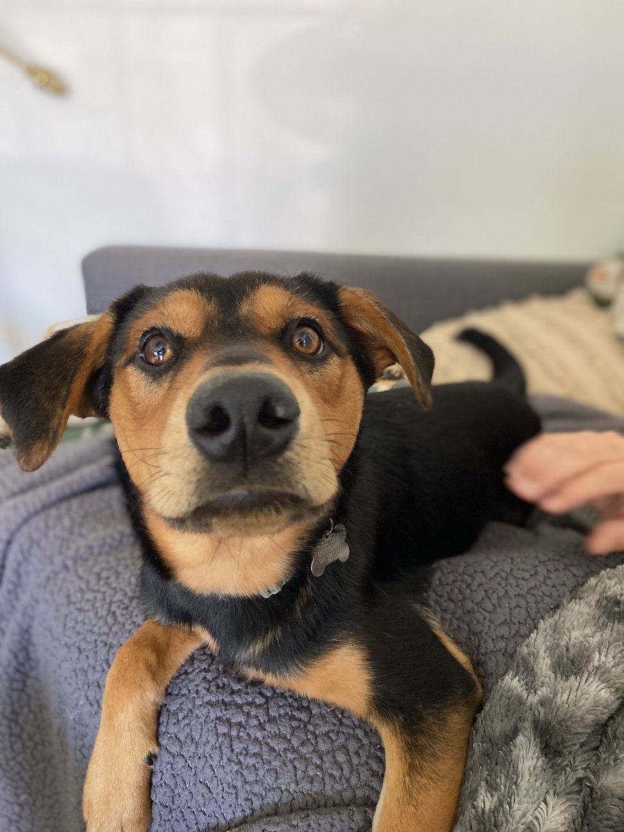 emc_scribbles's tweet image. Me: i should get back into writing
Loki: hey 👋