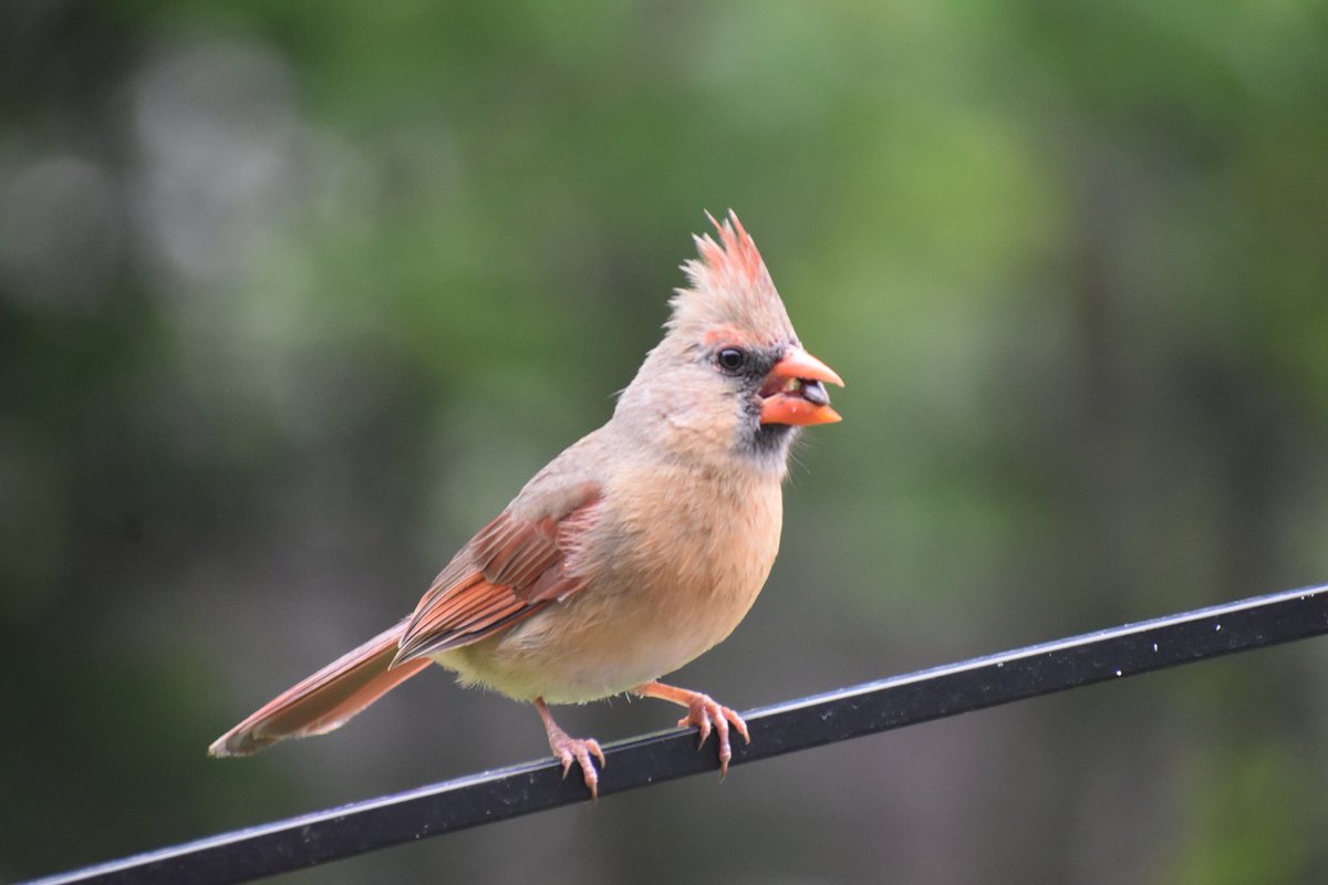 stevieO223's tweet photo. Female Northern Cardinal - Having a late afternoon snack. #ThePhotoHour #BirdPhotography #CapeCodPhotography https://t.co/SQ8qoGcZHo