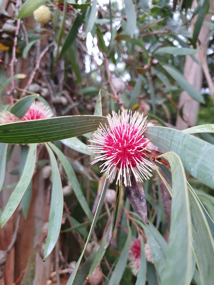 Mid-winter blossom time. Pincushion hakea #australianplants