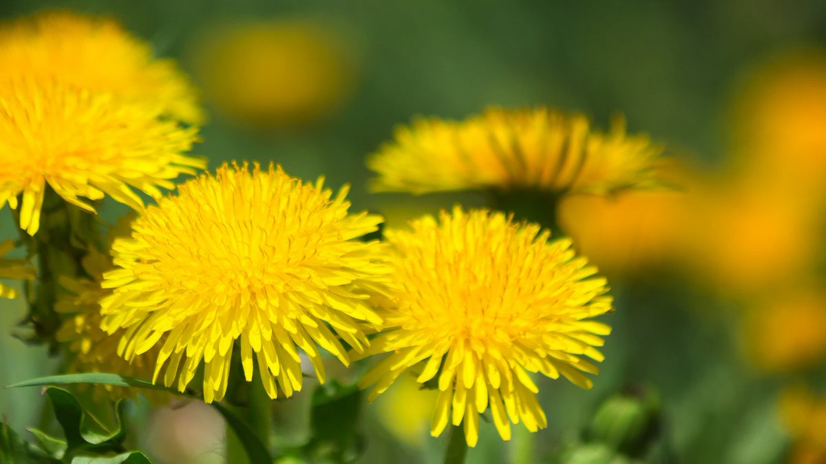 RootsRefillery's tweet image. Watch the weeds sizzle AND keep your yard safe for animals and humans. 😃

Our 20% Vinegar is your best friend when it comes to keeping weeds at bay.

#summer #weedcontrol #sustainability