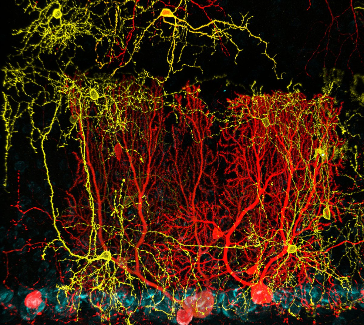 Some cerebellar neurons for #FluorescenceFriday