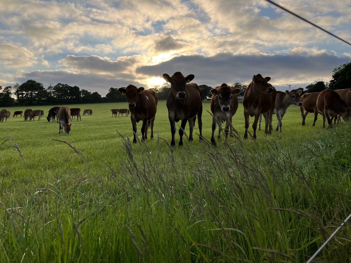 Heifers on the silage regrowth. Great while the fences are working!