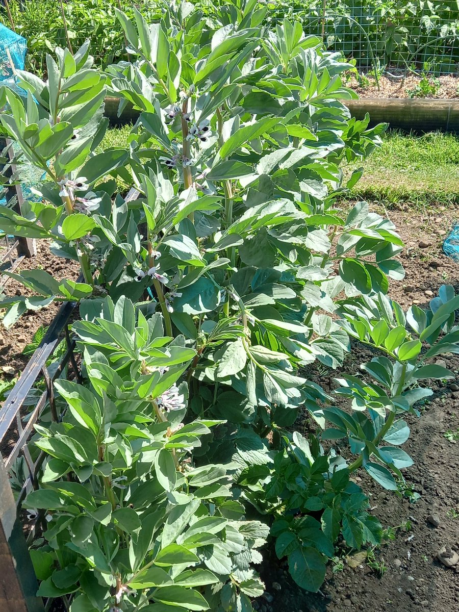 Greg Wallace tweet media