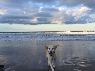 We received more sad news this week.  One of the hardest things to do is let our much loved pets go and the kindest thing is to surround them with love when that time comes.   This was true for #ExBARK dog Holly with all that loved her and ice cream.  Safe journey little girl.