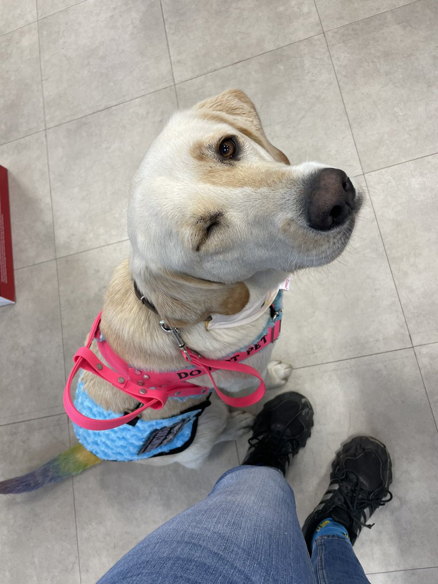 😉 #DogsofTwittter