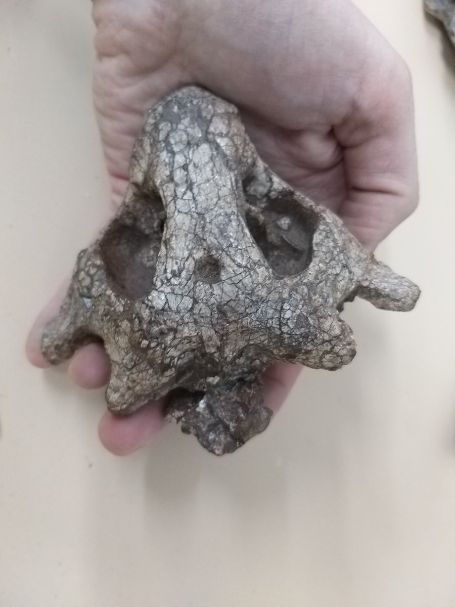 Kimi_Chap's tweet photo. Happy #FossilFriday from the smiliest Procolophon I ever did see! 😁

This little Triassic parareptile was found in the Free State of South Africa and currently lives @ESI_FossilLab . https://t.co/m7IKTDto60