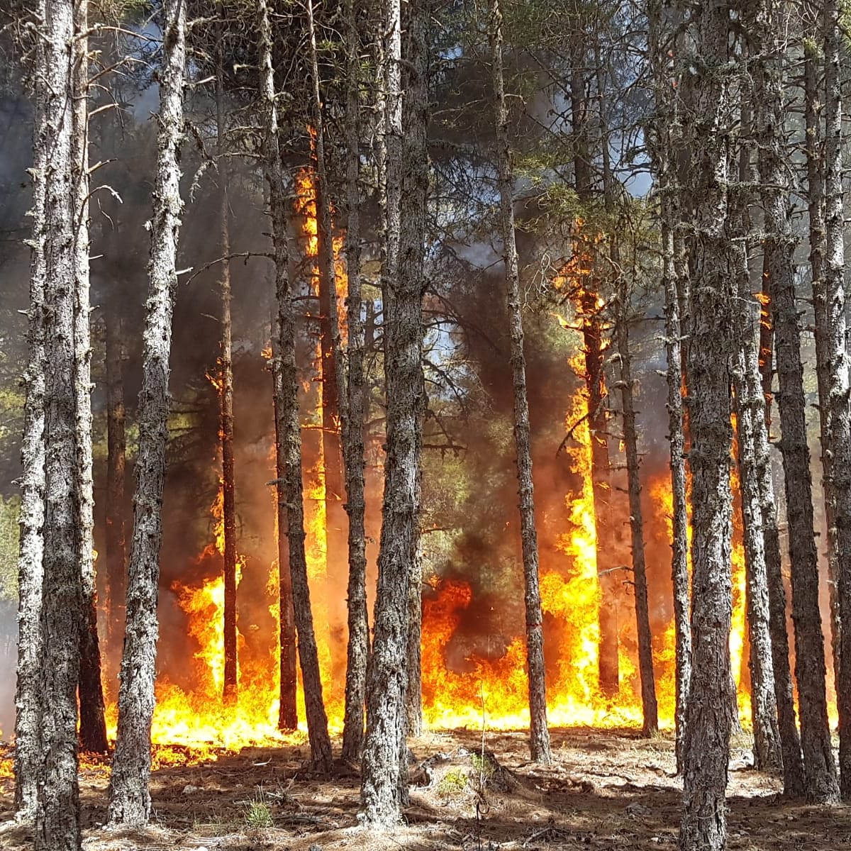 Fuego_lab's tweet photo. Resistencia al fuego de Pinus nigra subsp. salzmannii (junio 2019 vs junio 2022) https://t.co/DMyiyZvfOv