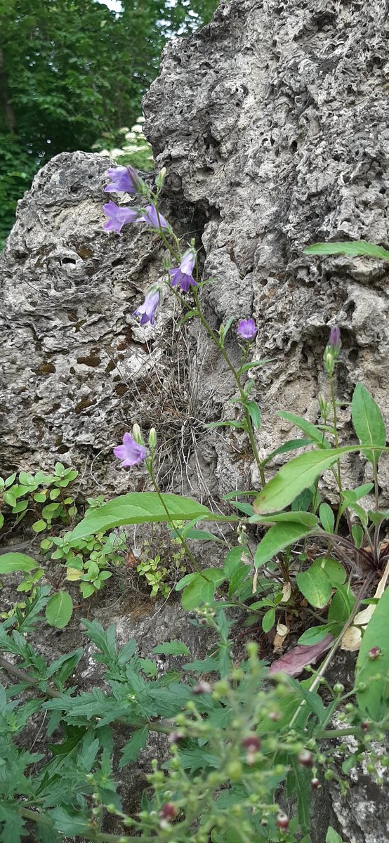 В Пятигорске тоже можно полутать Стеклянные Колокольчики 🙃