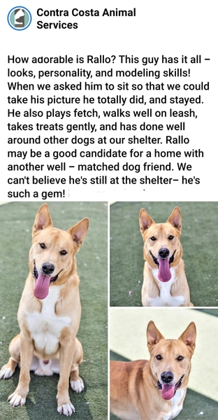 AdoptCCAnimals's tweet photo. #Dog #Rallo_CCSTCA_03 Knows sit, stay, fetch! https://t.co/GwOOrIV4q7 https://t.co/htNITFN6Vv