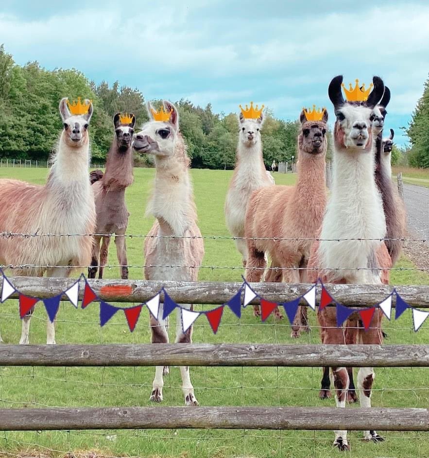 The Catanger ‘Platty Joobs’ Crew! 🇬🇧👑

#plattyjoobs #platinumjubilee #jubilee #llamas #catangerllamas #llamatrekking