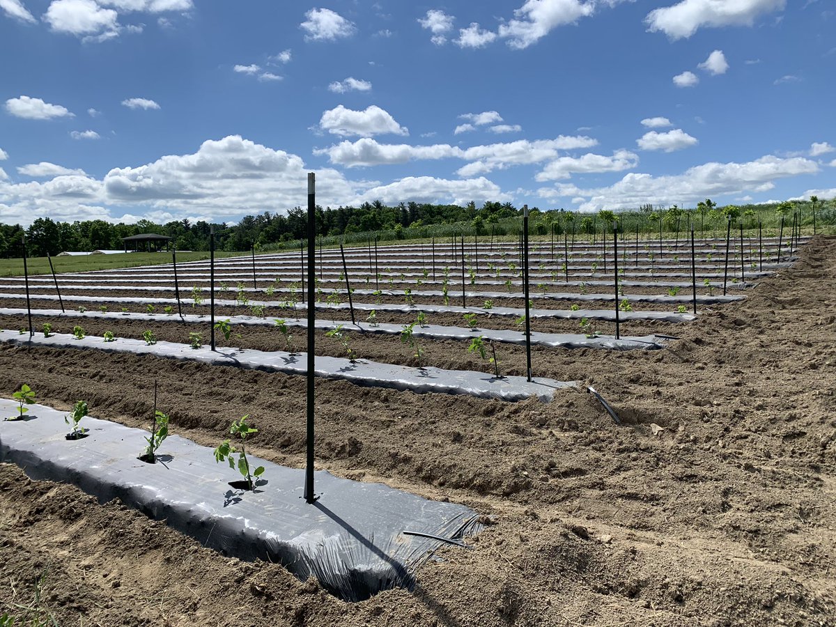 EliseTomaszews1's tweet photo. What a beautiful Ithaca day to get our Physalis in the ground and off to growing. So thankful for how generous people are with offering help, truly could not have done this alone. https://t.co/dozcPEc7zP