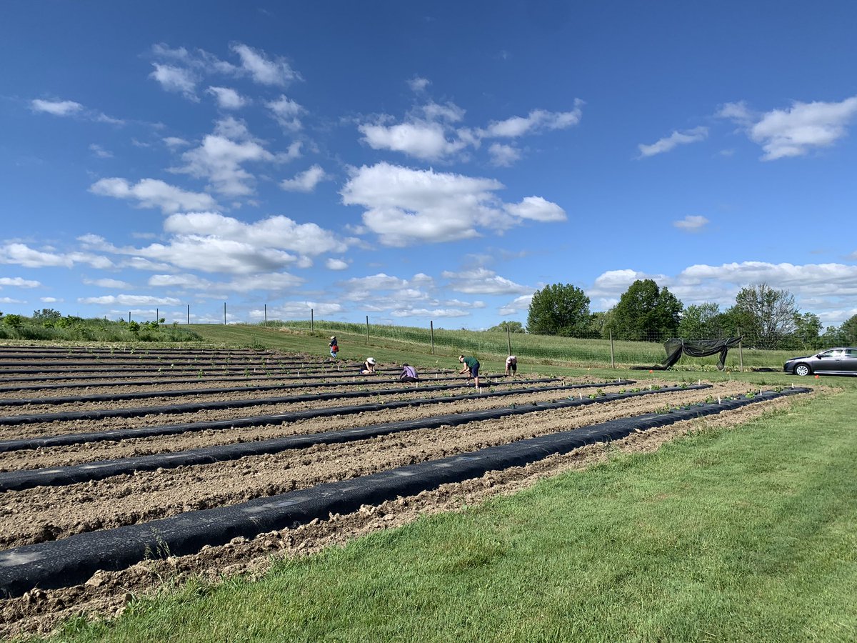 EliseTomaszews1's tweet photo. What a beautiful Ithaca day to get our Physalis in the ground and off to growing. So thankful for how generous people are with offering help, truly could not have done this alone. https://t.co/dozcPEc7zP