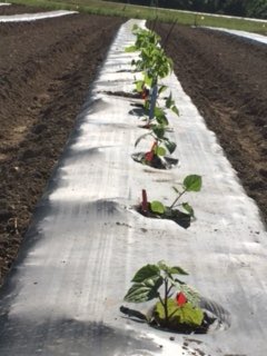 EliseTomaszews1's tweet photo. What a beautiful Ithaca day to get our Physalis in the ground and off to growing. So thankful for how generous people are with offering help, truly could not have done this alone. https://t.co/dozcPEc7zP