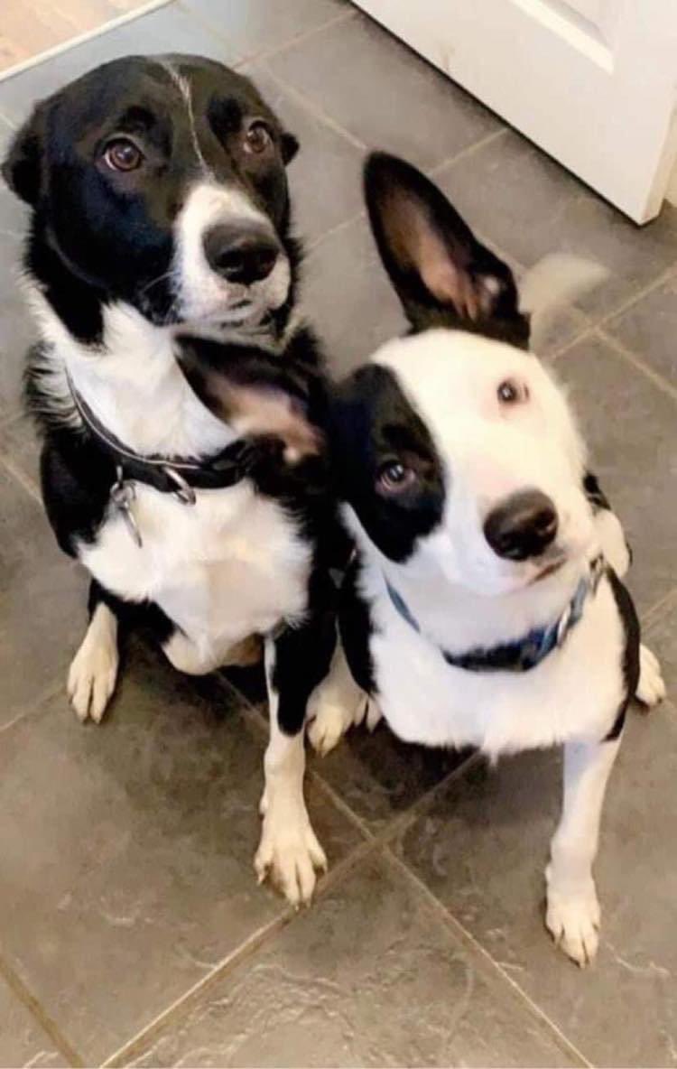 Please retweet to help Freddy and Dave find a home #LANCASHIRE #UK 
Bonded pair of Border Collies ages 3 and 5. They are energetic and can live with children aged 7 +. Dave has epilepsy and the rescue will help with medication fees. 

DETAILS or APPLY👇
bleakholt.org/lancashire-ani…