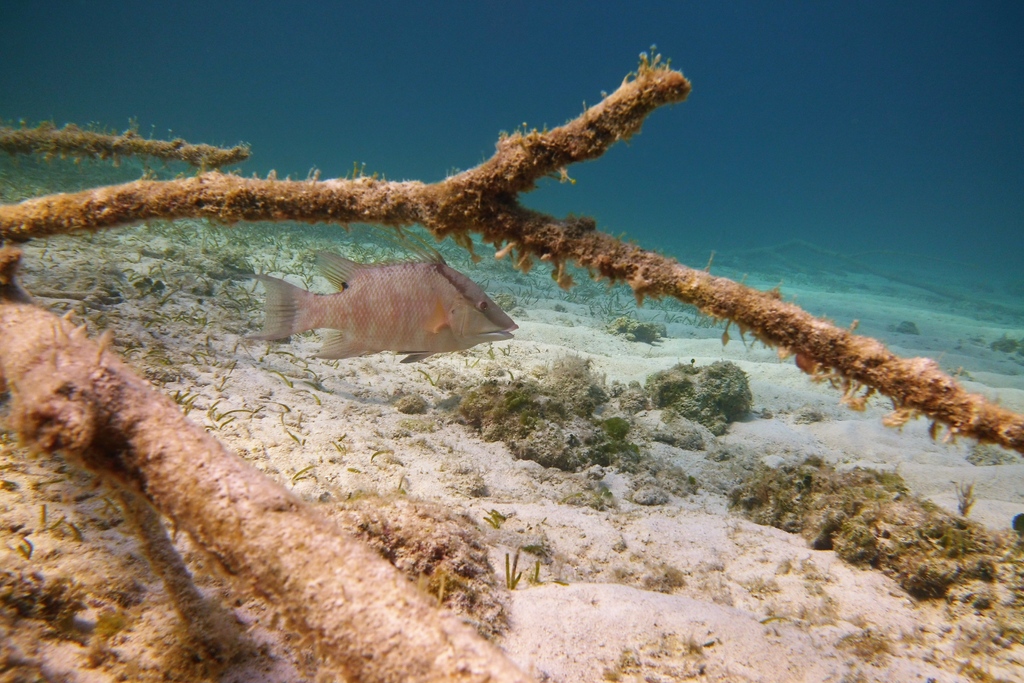 perryinstitute's tweet photo. Fun Fact: The hogfish is the only species of wrasse that possesses three elongated dorsal spines. Juveniles are skilled at camouflage – often changing appearance to mimic the surroundings.
#fisheriesresearch #fishfactfriday #wrasses #hogfish #reeffish #fishdiversity https://t.co/cikg2a5RrJ