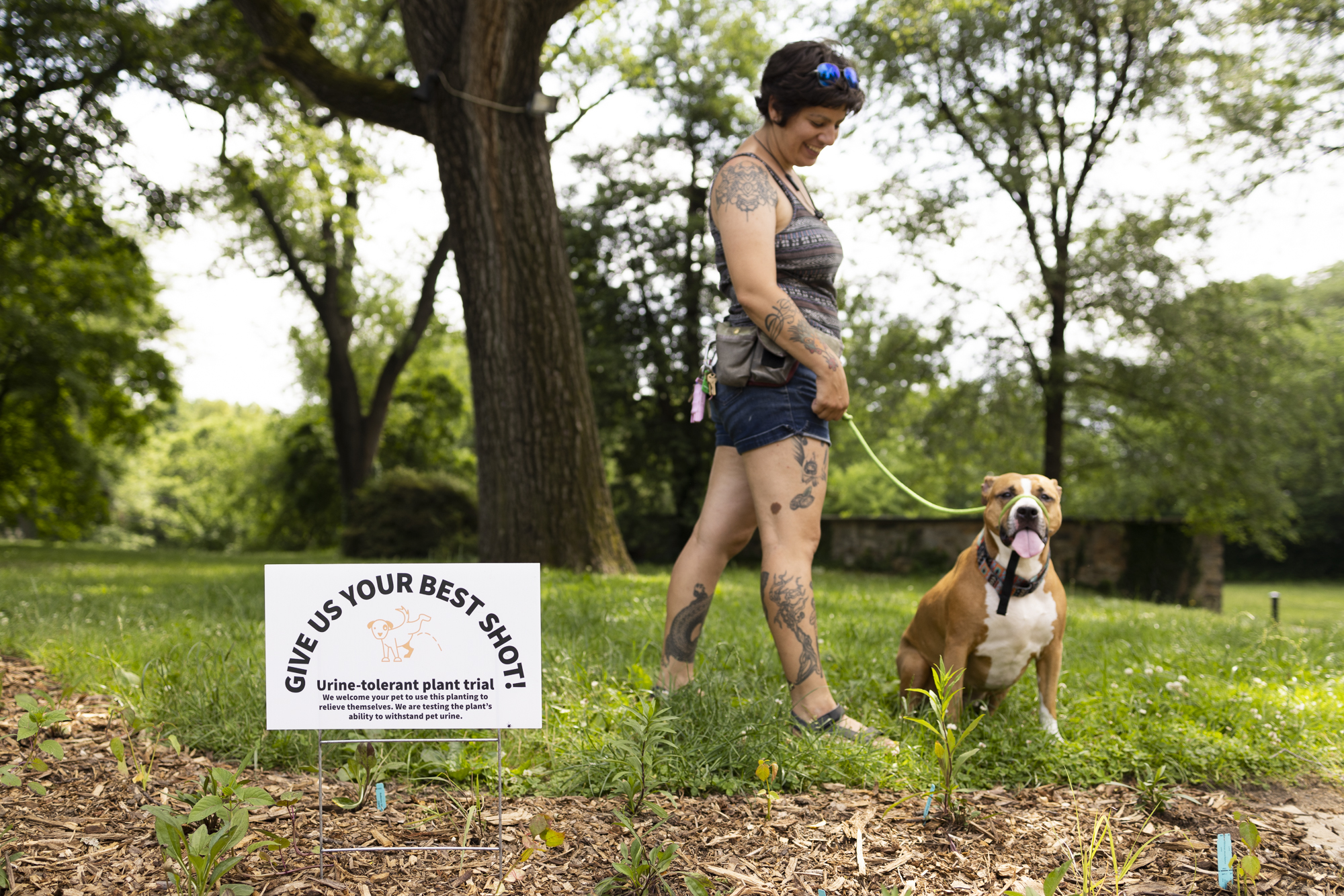 What Plants Can Withstand Dog Urine