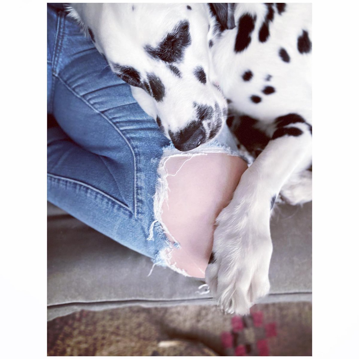 DalmatianLifee's tweet photo. Hold your people tight
.
.
#DogsofTwittter #dogsarefamily
#dalmatian β€#PMSAJSelfPop https://t.co/ZFLMtkPUZn