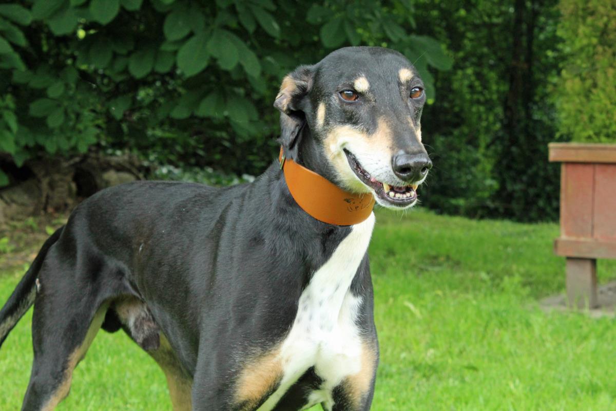 AdoptionsUk's tweet photo. Please retweet to help Bob find a home #LIVERPOOL #UK 

Super friendly Lurcher aged 8. He loves human company and he's housetrained. He can live with children aged 10+ and needs to be the only pet in the home 🍀

DETAILS or APPLY👇
https://t.co/uTGOi3Gh7O
#dogs #pets #animals https://t.co/PQi4AUVDj9