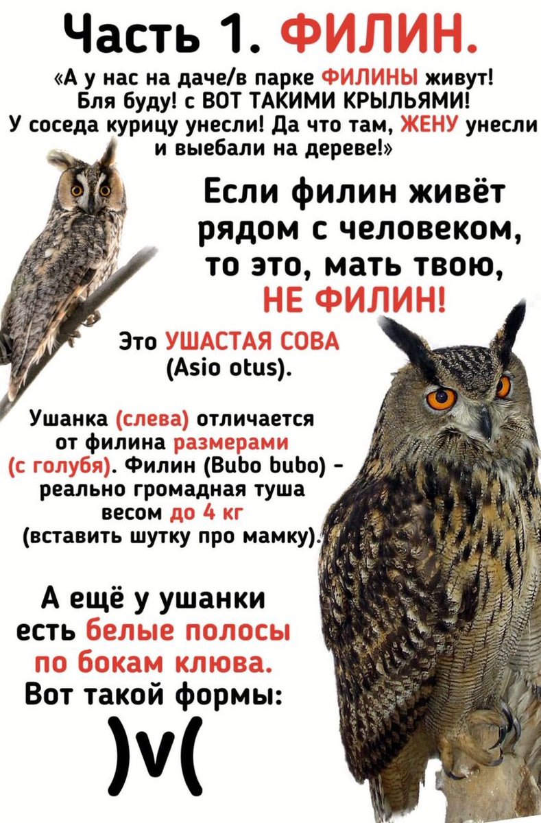 чиги tweet media