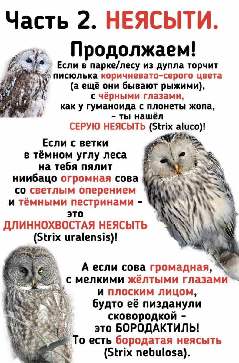 чиги tweet media