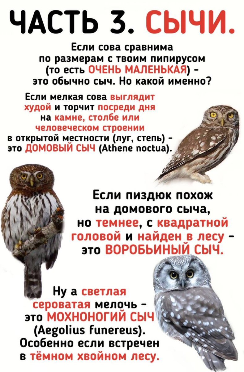 чиги tweet media