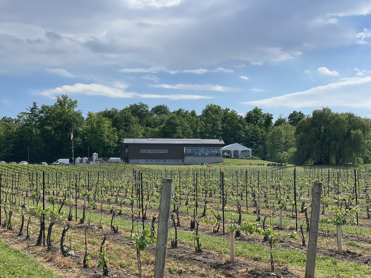 FieldingWinery's tweet photo. All set for @GrazeTheBench tomorrow and Sunday! @AudiOakville https://t.co/y4VkLlXP5P