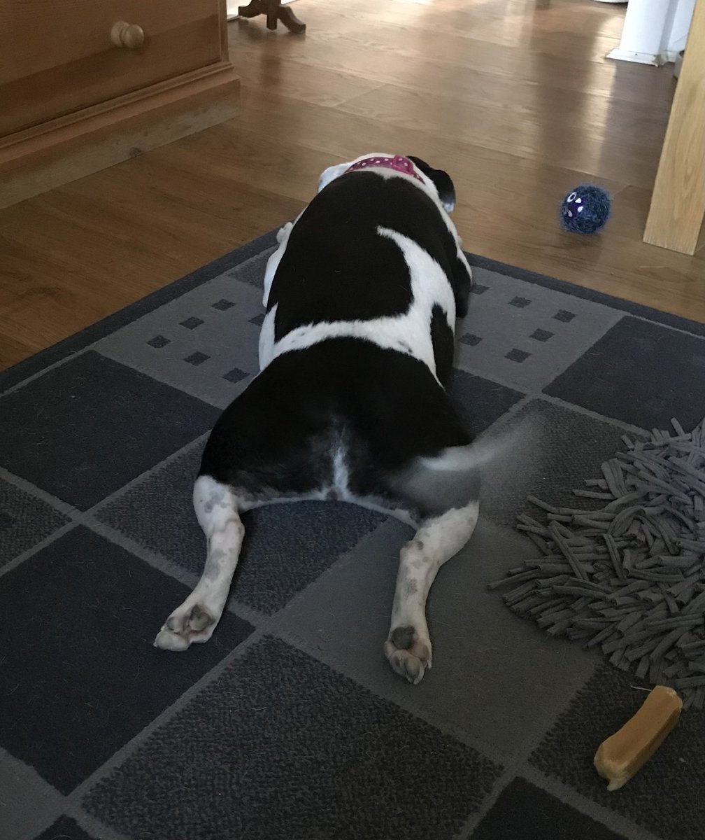 How is that for a tail-blur on #froglegsfriday pals?! 😂 🐸🌼 #dogsoftwitter