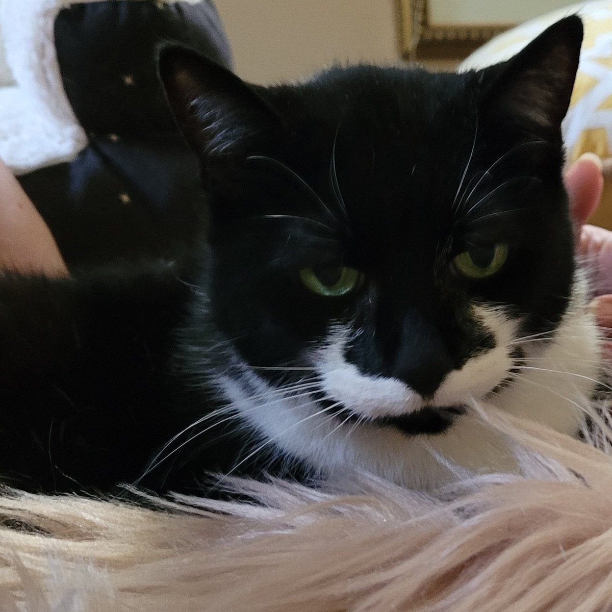 BerzerkerLoki's tweet photo. Müsta is moody!
#cats https://t.co/lWXNFLdXwL