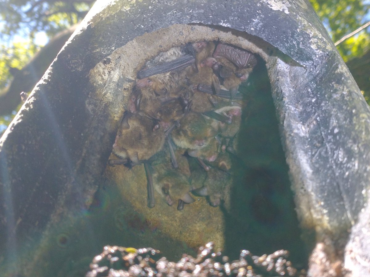 MarikoWhyte's tweet photo. I also undertake voluntary bat box checks at two woodlands in North Dorset as well and helping with other bat box checks across Dorset. These surveys help identify bat species presence and monitor populations to inform conservation #VolunteersWeek2022 #batty #ecology #batworker https://t.co/vxmyePw6k5
