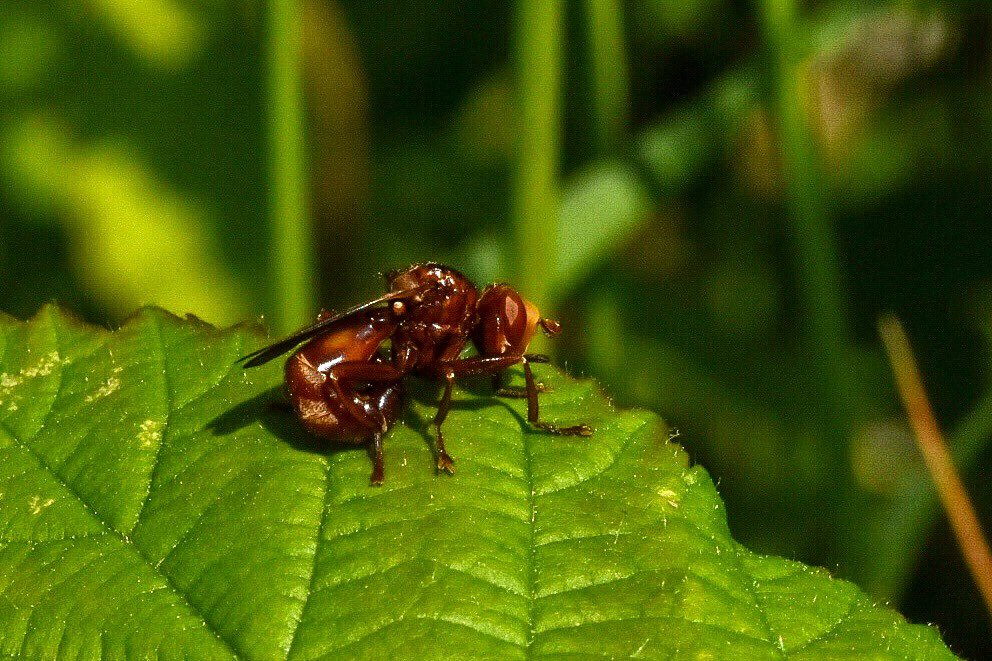ViBreaking's tweet photo. Sicus ferrugineus is one of the Thick Headed Flies. They mimic wasps to trick predators into leaving them alone. And this ones choice of colour makes it appear even scarier to me!@Natures_Voice @WoodlandTrust @WorcsWT #30DaysWild https://t.co/uPenzVlkEL
