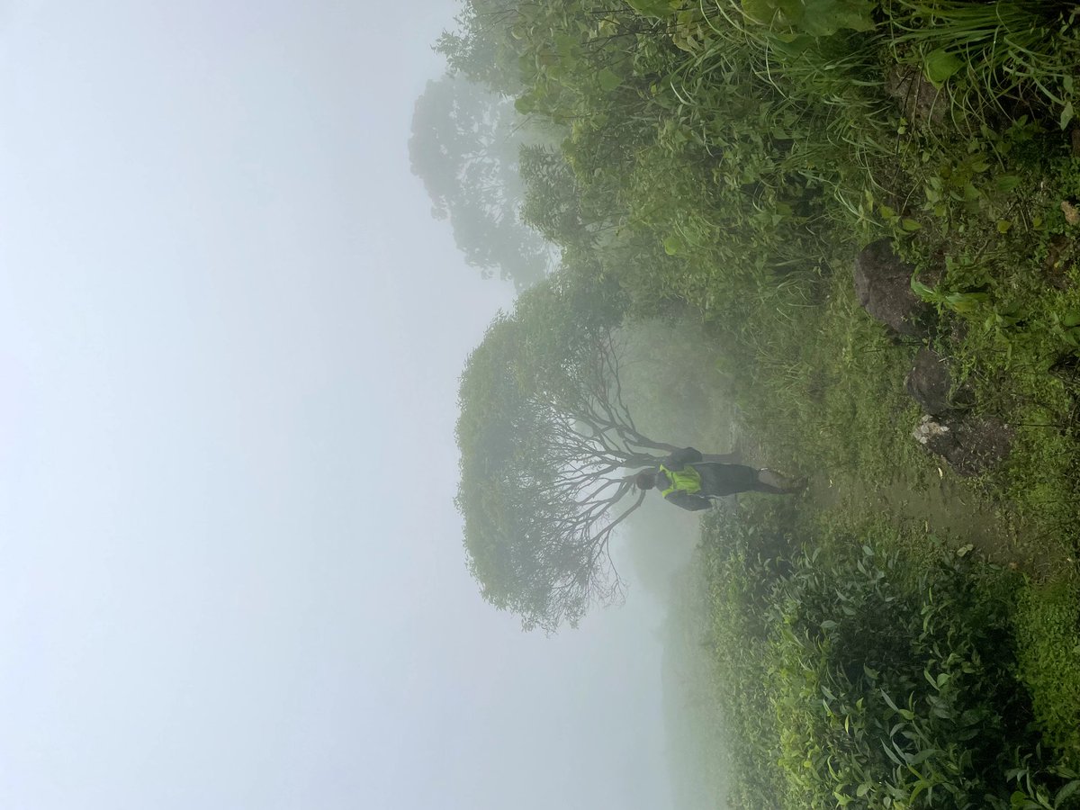VagamonUltrail's tweet photo. If all goes well, this is what you should expect next week #WetAndWild #Vagamon #ULtrail #trailrunning #indiarunning https://t.co/T5jfpiX1NJ