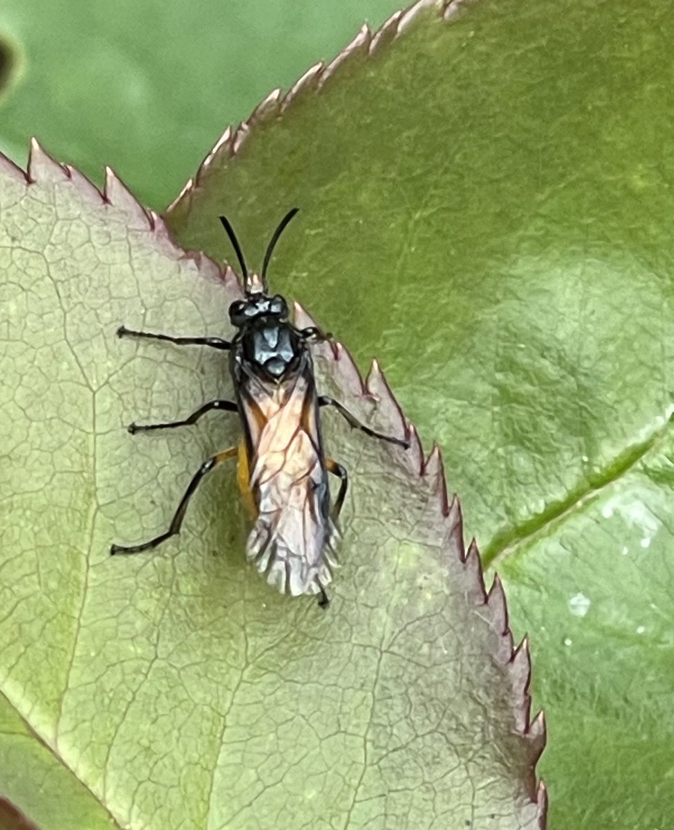 uncoolhelen's tweet photo. #30DaysWild 3: have you ever looked, I mean really looked, at the tiny tiny flowers on an elder? 
Also seen today, a rose sawfly and this big caterpillar guy (angle shades maybe?) chomping into a poppy seed head 
#365DaysWild @WiltsWildlife @30DaysWild @Chippenhamtcl https://t.co/7r6AJdcKlk