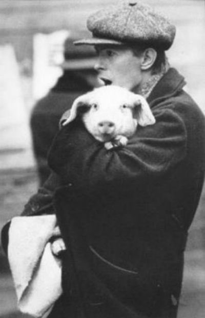 goosespringst3n's tweet photo. David Bowie with a pig (1979) https://t.co/B7CSDxq8qa