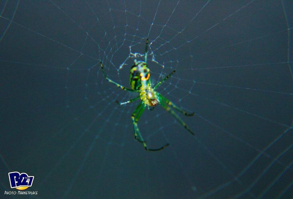 B2the7's tweet photo. Amazing green Spidey up close (actual size - less than 1mm)
#nature #natureshots #naturephotography #photography #louisvillecreators #louisvillehidden #letsgolouisville #Louisville #onlyinkentucky #travelky #louisvillephotography #igerslouisville #ourky #wave3igers #louisvi… https://t.co/Gieijt0Fx0