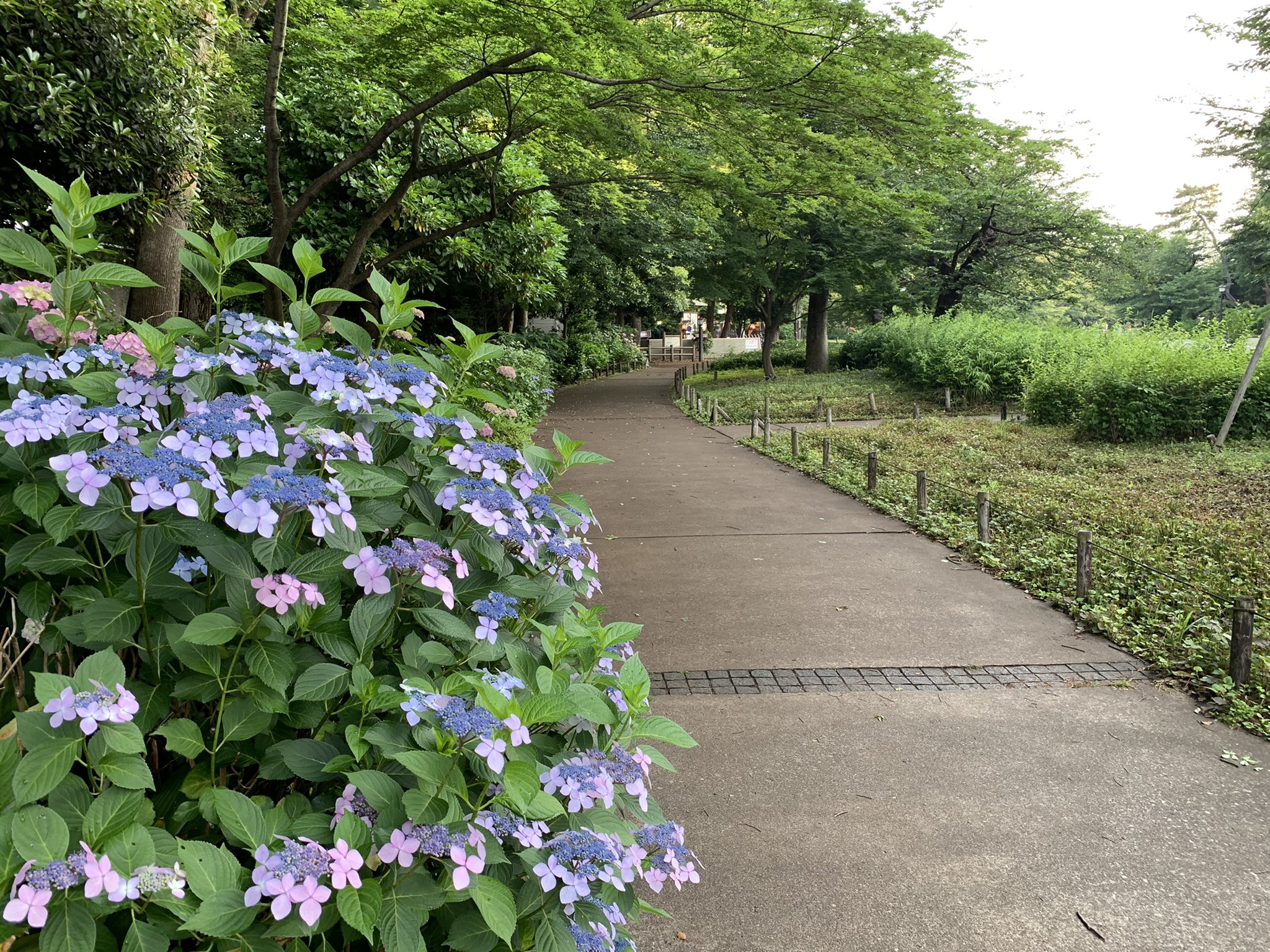 ぬま群馬 Rt Xidgke9ibun4wld 上野公園の紫陽花咲き始めてた 今日は お台場の紫陽花の様子を見に行こうかな 人 上野公園 紫陽花 T Co Jgskksqa2y Twitter