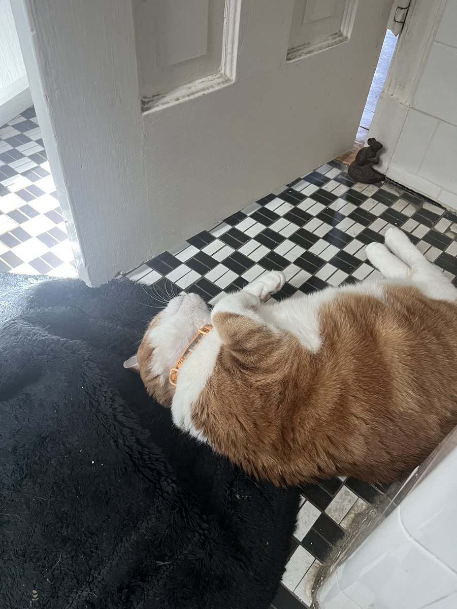 Taking a bath and frosty decided to bust the door down just to come and hang out with me. I love this cat so fucking much.